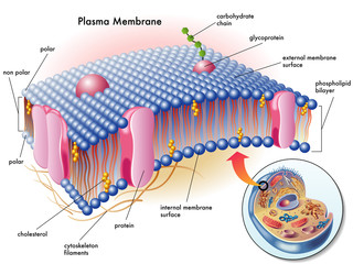 Metabolismo lipidico