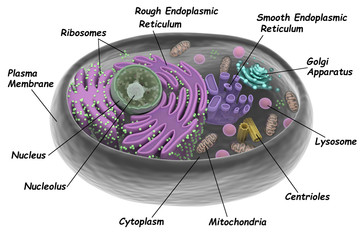 Membranes biologiques